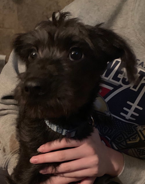 Kugal -Puppy