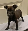Eliphas Puppy