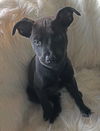 Eliphas Puppy