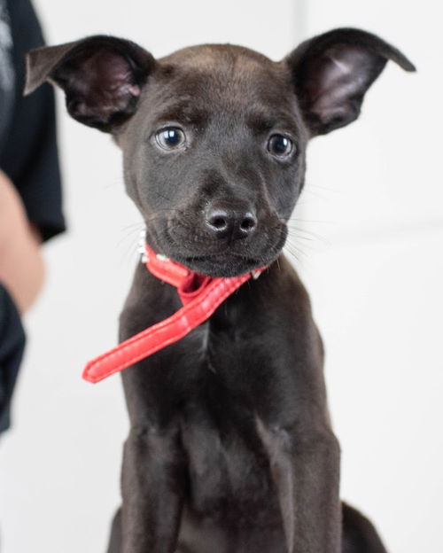 Eliphas Puppy