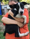 Konner Pup Adoption with Ralphie 12/14