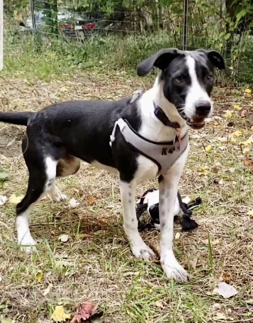 Konner Pup Adoption with Ralphie 12/14