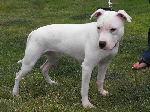 Dolly
