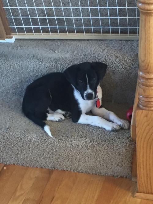 Cleveland Puppy
