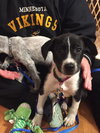 Cleveland Puppy