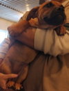 Dena -Puppy