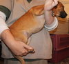 Dena -Puppy