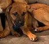 Dena -Puppy