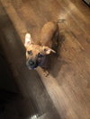 Dena -Puppy