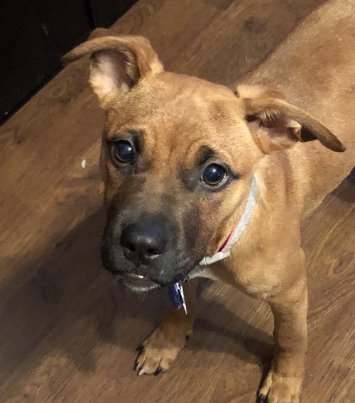 Dena -Puppy