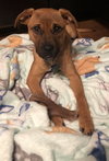 Dena -Puppy