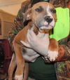 Gena -Puppy