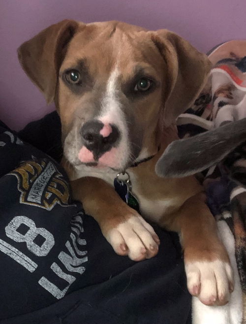 Gena -Puppy