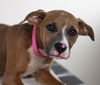 Gena -Puppy