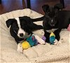 Quartz -Puppy Foster Needed