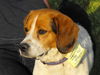 Baxter