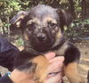 Algorithm Puppy