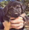 Tweet Puppy