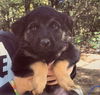Skype Puppy FA2/4