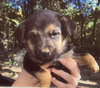 Avatar Puppy