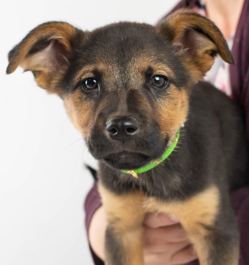 Avatar Puppy
