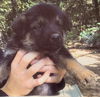 GIF Puppy