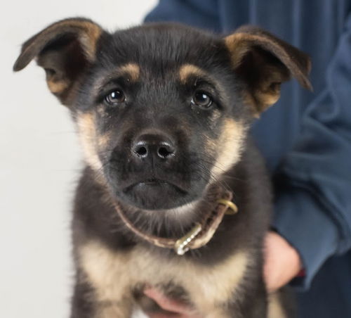 GIF Puppy