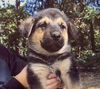Podcast Puppy