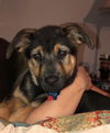Podcast Puppy