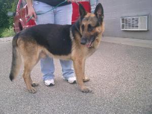 Auggie