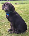 Dazzle Puppy