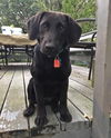 Dazzle Puppy