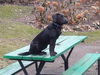 Dazzle Puppy