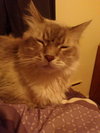 Bobo
