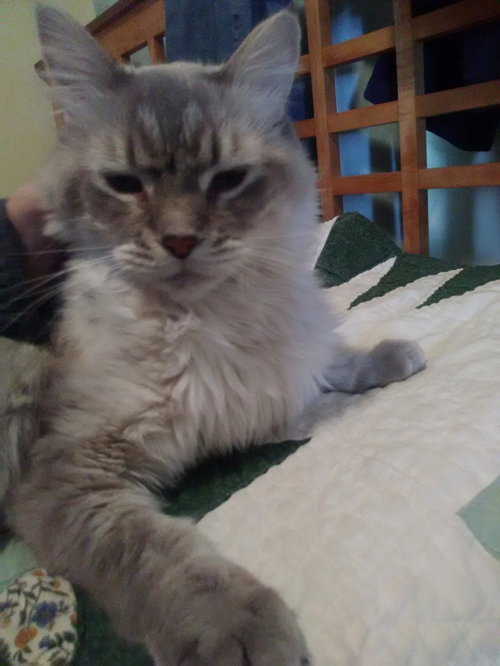 Bobo
