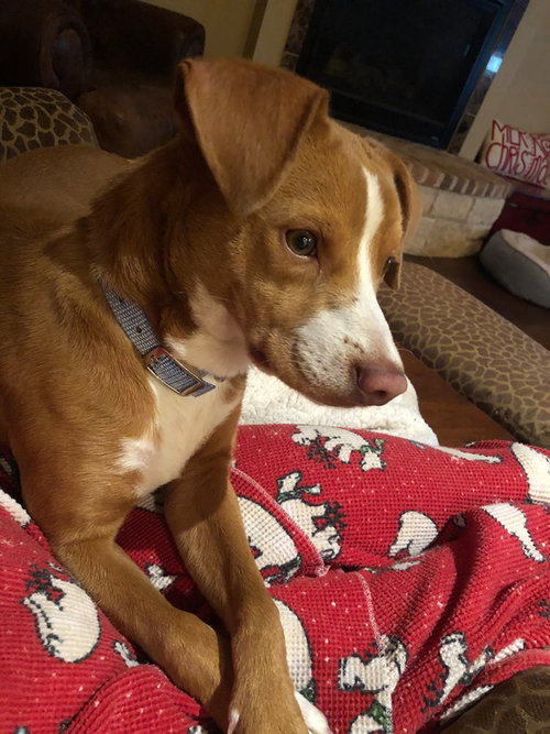 Rockford Pup