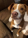 Rockford Pup