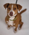Rockford Pup