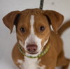 Rockford Pup