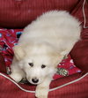 Polar Puppy