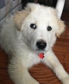 Polar Puppy