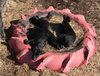 Huslia Puppy