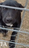 Huslia Puppy