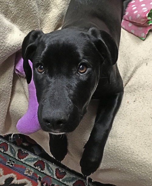 Huslia Puppy