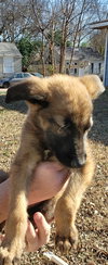 Holle Puppy