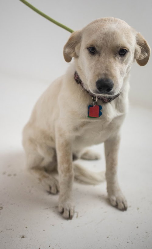 Aspen Puppy