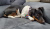 Ashlyn -Pup