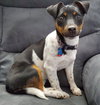Ashlyn -Pup
