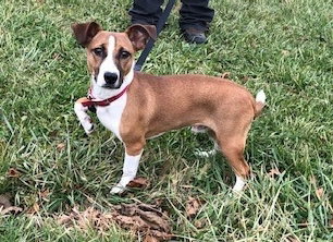 Kringle -Puppy
