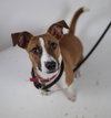 Kringle -Puppy